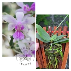 Phalaenopsis equestris x deliciosa - comprar online