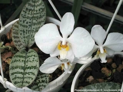 PHALAENOPSIS PHILIPPINENSIS PLANTA ADULTA