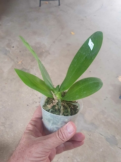 Phal Yuan Shan Sweet Girl - comprar online