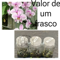 FRASCO DE PHALAENOPSIS " PRATA "