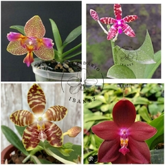 KIT PHALAENOPSIS #2 ( VER DESCRIÇÃO )