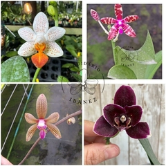 KIT DE PHALAENOPSIS #1 ( VER DESCRIÇÃO )