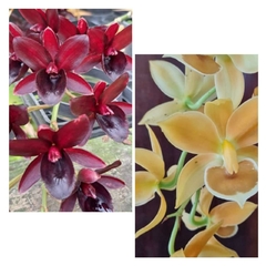 CATASETUM ( KIT ) FDK AFTER DARK "BLACK CHERRY RED" AM /AOS /// CYCNODES LORRAINE LEE