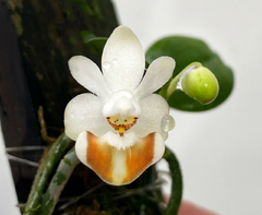 PHALAENOPSIS LOBBII