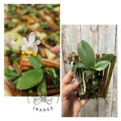 Phalaenopsis lobbii var. 'Vietnamensis"