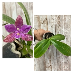 PHALAENOPSIS LUEDDEMANNIANA DARK FORM