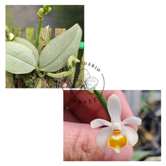 PHALAENOPSIS MALIPOENSIS ( YELLOW FORM )