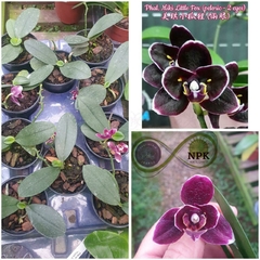 Phalaenopsis Miki Little Fox 'Pelórica 2 Olhos' - Miki