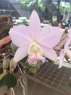 Cattleya nobilior amaliae "Paris x Primeiro Amor " + Cachepo no sistema acoplado