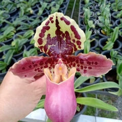 PAPHIOPEDILLUM HENRYANUM
