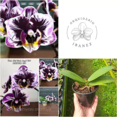 Phalaenopsis Miki Black Angel 364 - AD