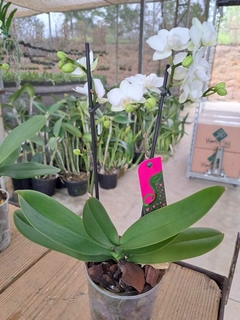 PHALAENOPSIS KV3 - comprar online