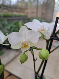 PHALAENOPSIS KV3