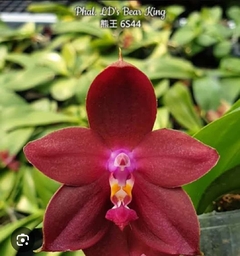 Phalaenopsis LD's Bear King