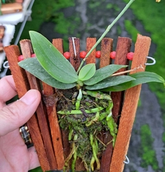 PHALAENOPSIS FUSCATA ESPECIE - comprar online