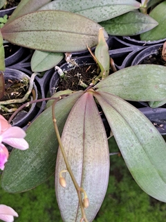 PHALAENOPSIS " LINDENII X MARIAE " - comprar online