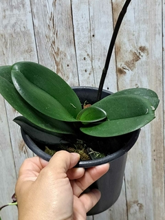 PHALAENOPSIS ELEGANT DEBORAH - comprar online