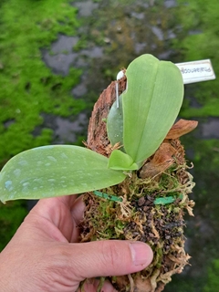 PHALAENOPSIS KUNSTLERI ESPECIE - comprar online