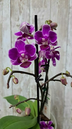 PHALAENOPSIS PUEBLA COM DUAS HASTES