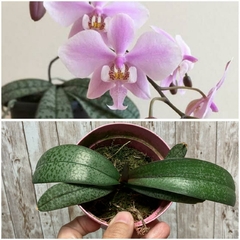PHALAENOPSIS SCHILLERIANA (NACIONAL )