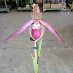 PAPHIOPEDILUM / PHRAGMIPEDUM SCHROEDERAE