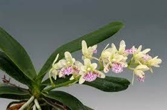 SEDIREA JAPONICA