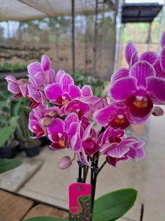 PHALAENOPSIS SOGO VIVIEN