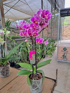 PHALAENOPSIS SOGO VIVIEN - comprar online
