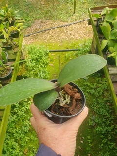 Phalaenopsis stuartiana Nobilis 'Xiuya' - Miki - comprar online