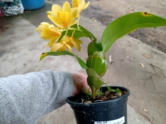DENDROBIUM SULCATUM na internet