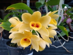 DENDROBIUM SULCATUM