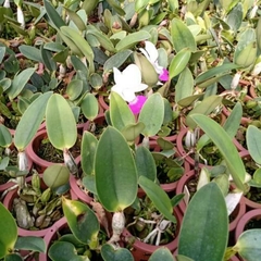Cattleya walkeriana Semi alba "Tokio " MERISTEMA - comprar online