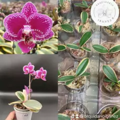 Phalaenopsis Variegata Orchid 'Coffey'