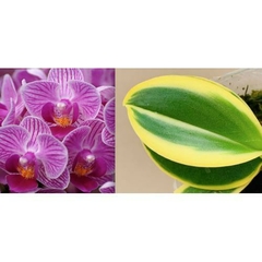 Phalaenopsis Sogo Vivien 'Sogo F858' Variegata - Miki - comprar online