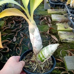 CATASETUM ( KIT ) FDK AFTER DARK "BLACK CHERRY RED" AM /AOS /// CYCNODES LORRAINE LEE - comprar online