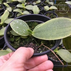 PHALAENOPSIS AMBOINENSIS - comprar online