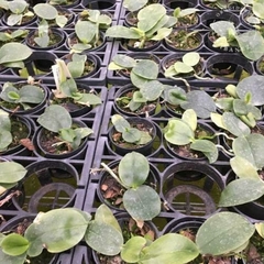 PHALAENOPSIS MARIAE - comprar online