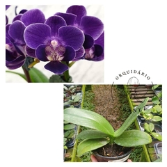 PHALAENOPSIS VIOLET EYE