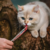 Purê Churu Atum e Salmão para Gatos 56g - Help Rações e Pet Shop