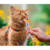 Purê Churu Galinha para Gatos 56g - Help Rações e Pet Shop