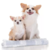 Imagem do Tapete Higienico The New York Dogs Dogs Care 60x55 c/6