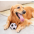 Brinquedo Bola de Futebol Vinil para Cães - Help Rações e Pet Shop