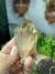 Ponta Natural e Bruta de Cristal de Quartzo Fumê Conhaque Transparente na internet