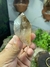 Ponta Natural e Bruta de Cristal de Quartzo Fumê Conhaque Transparente