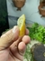 Muscovita Amarela Foliâcea / Mica Ponta de Flecha Dourada Bruta e Natural - Portal dos Cristais