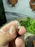 Pingente Bruto e Natural de Cristal de Quartzo Elestial - loja online
