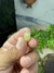Pingente Bruto e Natural de Mica Estrela na internet