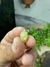 Imagem do Pingente Bruto e Natural de Mica Estrela
