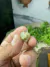 Pingente Bruto e Natural de Mica Estrela na internet