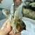 Biterminado Natural e Bruto de Cristal Fumê - Segurança e Harmonia - comprar online
